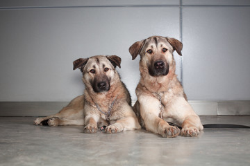 two large dog Anatolian shepherd breed sitting on a background of gray wall