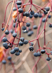 Small black grapes on the nature in the fall