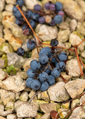 Black grapes on crushed stone in the fall