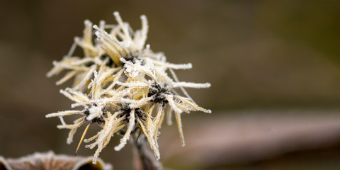 frozen branches and leaves in winter wonderland