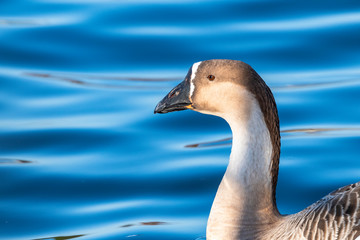 青い水面を見つめるシナガチョウ