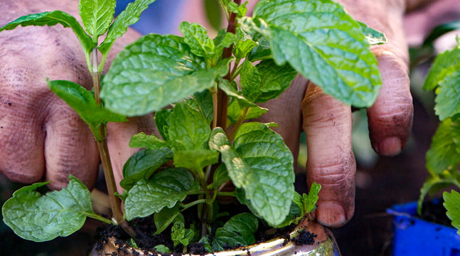 Close up image of mint being planted into an old teapot