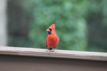 Perched Cardinal