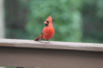 Perched Cardinal