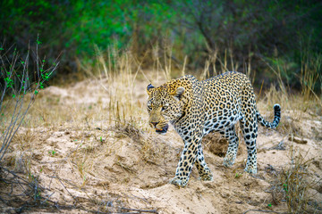 leopard in kruger national park, mpumalanga, south africa