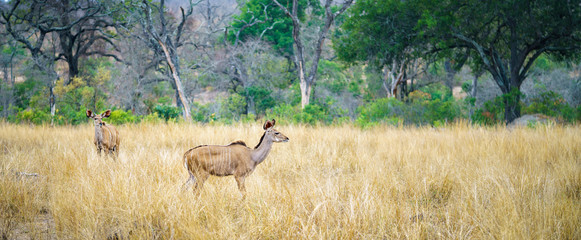 kudus in kruger national park, mpumalanga, south africa