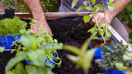 Unidentifiable man digging through a raised plant-box with hands