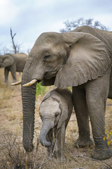 elephants in kruger national park, mpumalanga, south africa