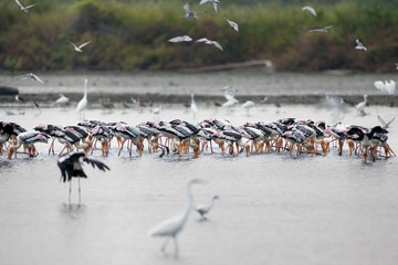 A flock of Painted stork (Mycteria leucocephala),  and other shorebirds, low angle view, side shot, foraging on the salt fields in the morning sun, at Pak Thala, lower central of Thailand.