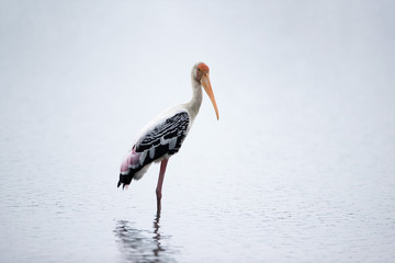 A beautiful Painted stork (Mycteria leucocephala),  and other shorebirds, low angle view, side shot, foraging on the salt fields in the morning sun, at Pak Thala, lower central of Thailand.