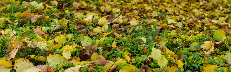 wide shot of fallen leaves of hazel tree natural colors high angle view