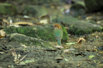 Beautiful adult Rusty-naped pitta, angle view, side shot, foraging in the morning on the wet rock covered with mosses in high mountain at tropical montane forest, north of Thailand.