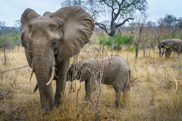elephants in kruger national park, mpumalanga, south africa