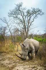 white rhino in kruger national park, mpumalanga, south africa © Christian B.