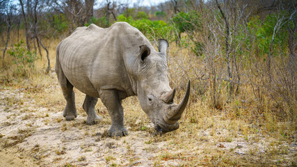 white rhino in kruger national park, mpumalanga, south africa