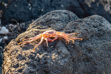 crab in the sunshine on the beach