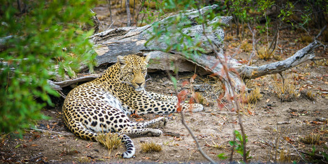 leopard in kruger national park, mpumalanga, south africa 3