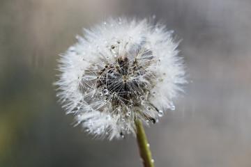 White fluffy dandelion in water droplets after rain