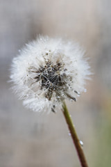 White fluffy dandelion in water droplets after rain