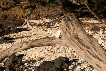 stone balanced on tree at the beach on Maui