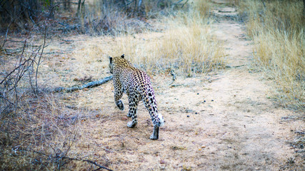 leopard in kruger national park, mpumalanga, south africa 37
