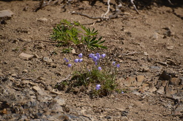Olympic National Park, Washington