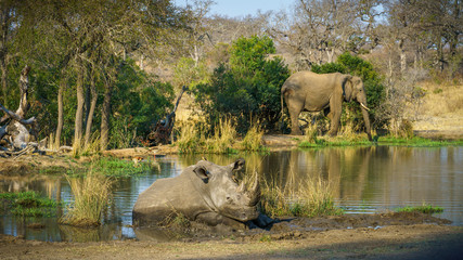 white rhino and elephant at a pond in kruger national park, mpumalanga, south africa 5