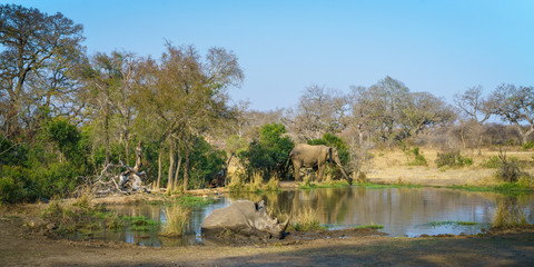 white rhino and elephant at a pond in kruger national park, mpumalanga, south africa 8