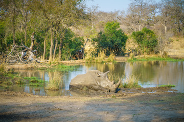 white rhino at a pond in kruger national park, mpumalanga, south africa 3
