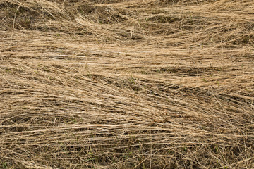 Hay in the field