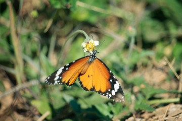 Butterfly with flowers with a blurred background.