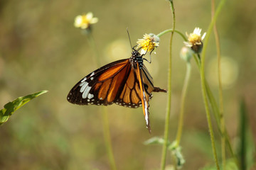 Butterfly with flowers with a blurred background.