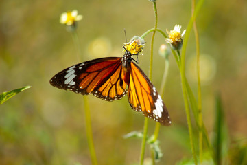 Butterfly with flowers with a blurred background.