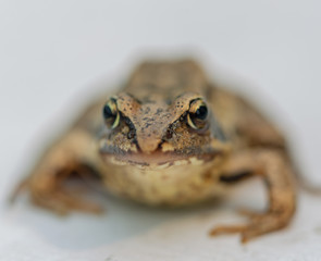 frog on white background