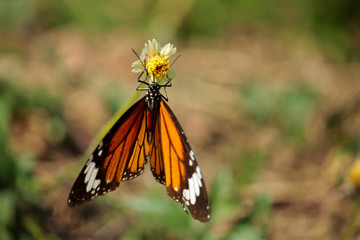 Butterfly with flowers with a blurred background.