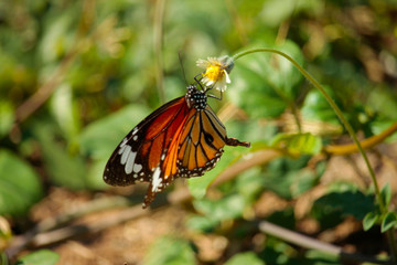 Butterfly with flowers with a blurred background.