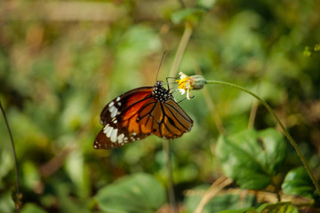 Butterfly with flowers with a blurred background.