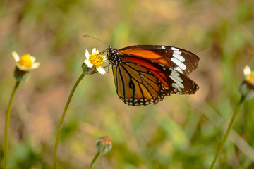 Butterfly with flowers with a blurred background.