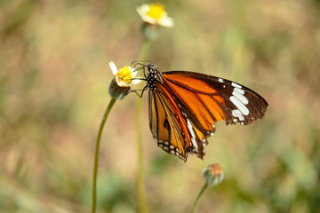 Butterfly with flowers with a blurred background.