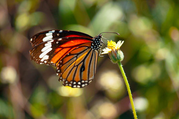 Butterfly with flowers with a blurred background.