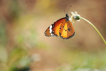 Butterfly with flowers with a blurred background.