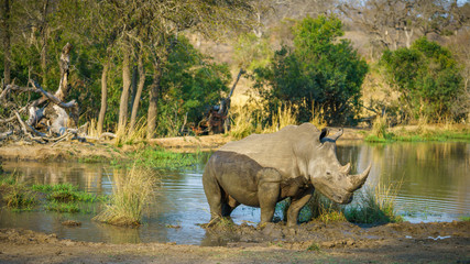 white rhino at a pond in kruger national park, mpumalanga, south africa 70