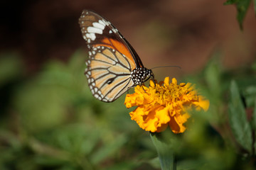 Butterfly with flowers with a blurred background.