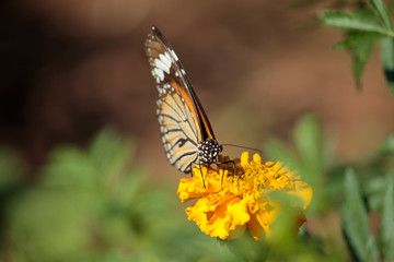 Butterfly with flowers with a blurred background.