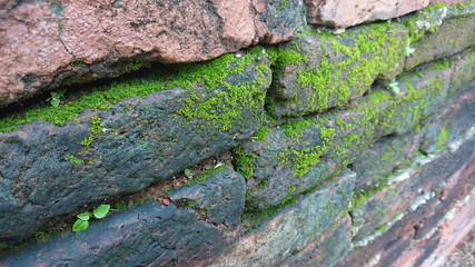 Moss wet surface old wall and old brick Background 