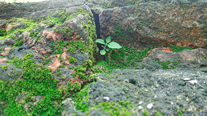Moss wet surface old wall and old brickBackground 