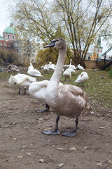  Swans and geese close-up on the background of the Vltava river in the Czech capital Prague.