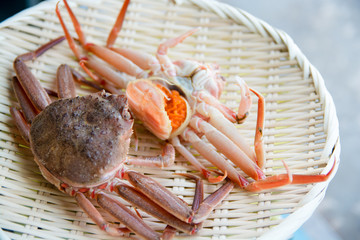 ズワイガニ(メス)