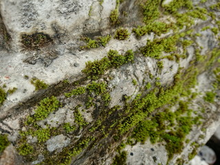 Moss wet surface old wall and old brickBackground 