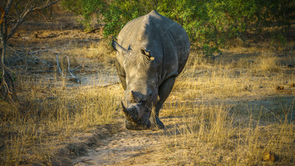 white rhino in kruger national park, mpumalanga, south africa 20